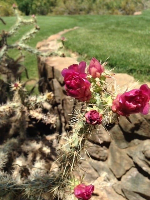 Cactus-Bloom-on-Course